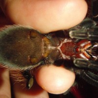 B.vagans Juvenile
