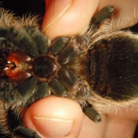 B.albopilosum