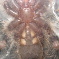 Poecilotheria tigrinawesseli