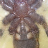 Poecilotheria tigrinawesseli