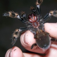 B. Smithi Sex?