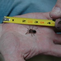 Smithi slings reach one inch