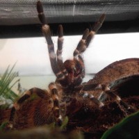 Acanthoscurria geniculata