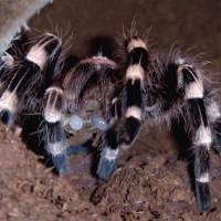 Acanthoscurria geniculata