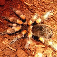 Brachypelma smithi