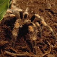 Brachypelma smithi