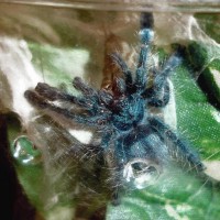 Avicularia versicolor