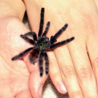 Avicularia versicolor