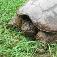 Chelydra serpentina