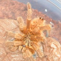 Sick OBT juvie