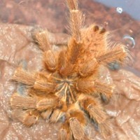 Sick OBT juvie