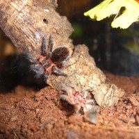 P scrofa just molted