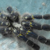 Poecilotheria metallica