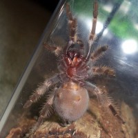 Young B. smithi