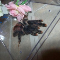 Avicularia Avicularia