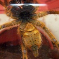 OBT male or female?