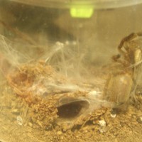 p murinus l4 - unsexed