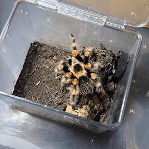 What Brachypelma species am I looking at?