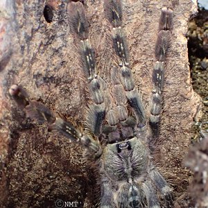 1.0 Poecilotheria vittata - 4.25" DLS