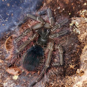 Juvi fem T blondi, freshly molted