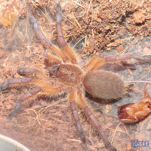 Harpactira-Pulchripes25.jpg