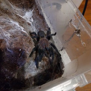 Chilobrachys dyscolus black