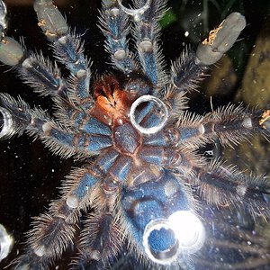 Caribena Versicolor.jpg