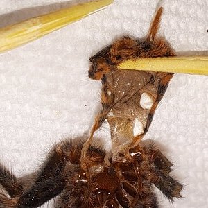 chromatopelma cyaneopubescens