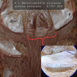 0.1 Encyocratella olivacea - 2.75" DLS