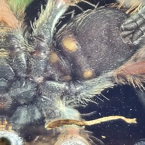 Psalmopoeus pulcher- 2" juvie