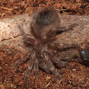 Acanthoscurria-geniculata1.jpg