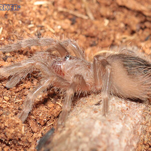 Acanthoscurria-geniculata5.jpg