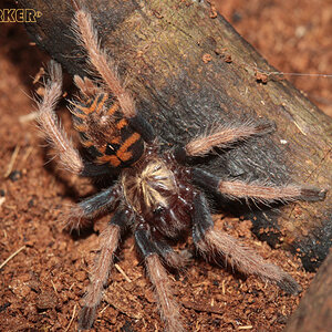 Chromatopelma-cyaneopubescens1.jpg