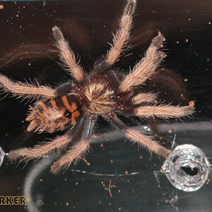 Chromatopelma-cyaneopubescens3.jpg