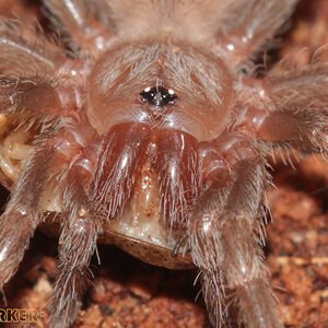 Acanthoscurria-geniculata9.jpg