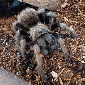 Barbie (Aphonopelma Chalcodes)