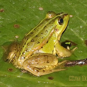 Pelophylax-fukienensis2.jpg