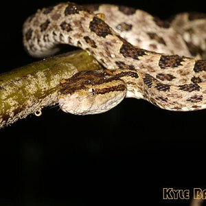 Protobothrops-mucrosquamatus2.jpg