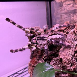 Paired MF regalis