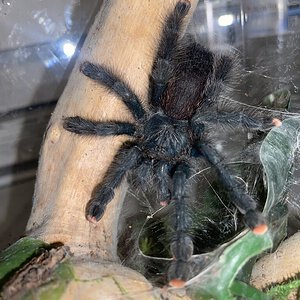 My female A. avicularia, Regina :)