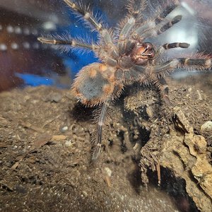 G. Pulchripes