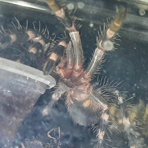 Acanthoscurria geniculata