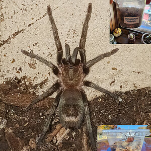 Mystery Craigslist Tarantula