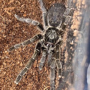 My new Ceratogyrus marshalli ~1.5" fellow. Thinking its male (still hoping for female though!)