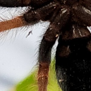 B. boehmei close up 2