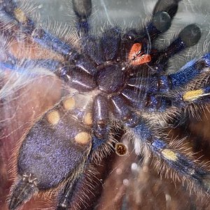 Poecilotheria metallica