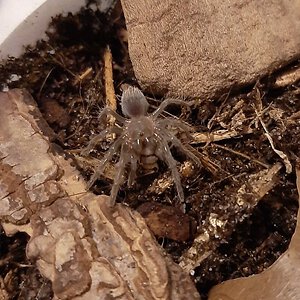 Aphonopelma sp. Acapulco