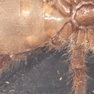 Pelinobius muticus Man or woman?