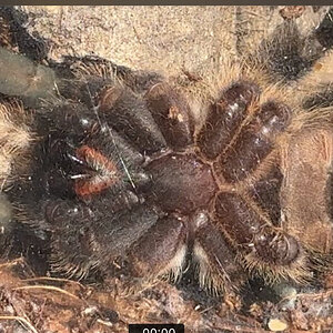 P. Regalis