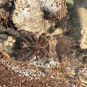 P. Regalis